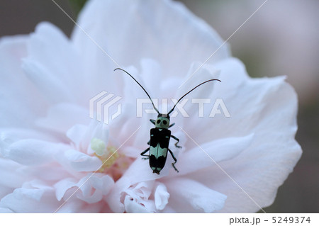ラミーカミキリとムクゲの花 5249374