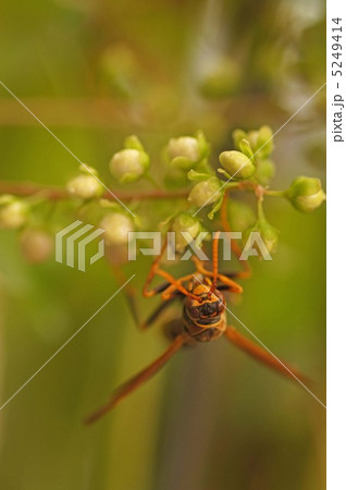 ジュズサンゴと蜂 5249414