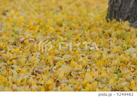 銀杏の黄色い絨毯 5249462