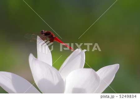 ハスとショウジョウトンボ 5249834