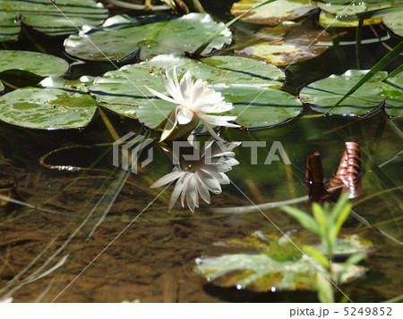 神山森林公園の睡蓮 神山森林公園の睡蓮 5249852