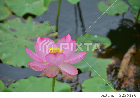 ハスの花 5250136