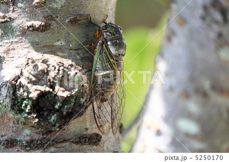 サクラの木のクマゼミ 5250170