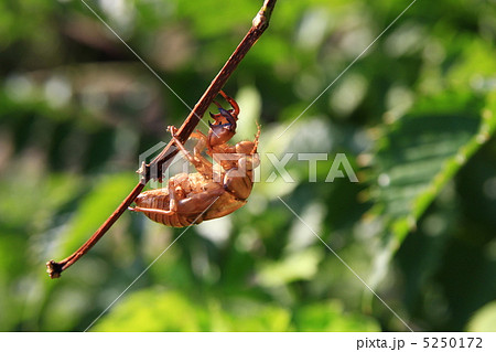 セミの抜け殻 5250172