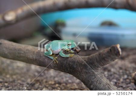 シュレーゲルアオガエル 5250174