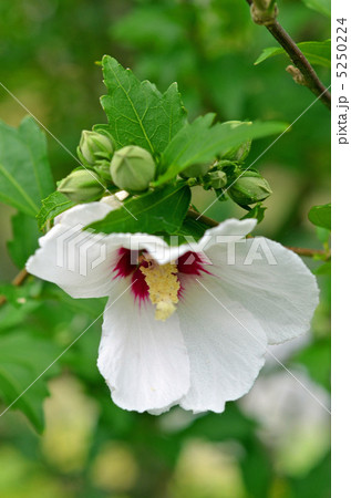 ムクゲ 5250224
