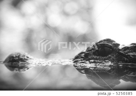 ワニ ワニ 5250385