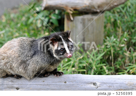 ハクビシン　４ 5250395