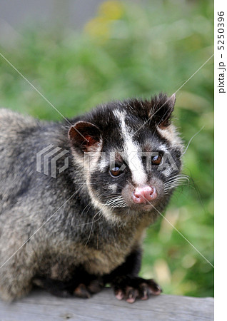 ハクビシン　５ 5250396