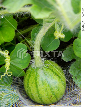 スイカの赤ちゃん スイカの赤ちゃん 5250408