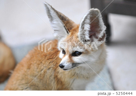 フェネック　７ 5250444