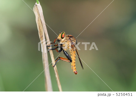 アオメアブ 5250451