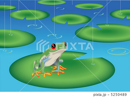 アカメアマガエル 5250489