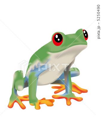 アカメアマガエル 5250490