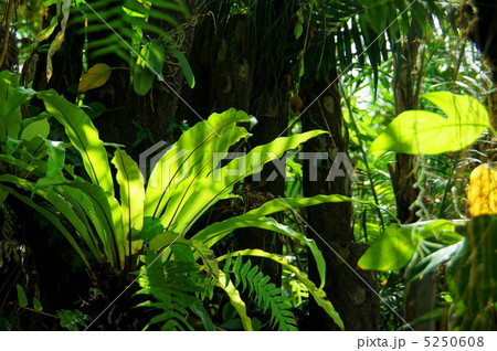 7月　オオタニワタリ・チャセンシダ科06 5250608