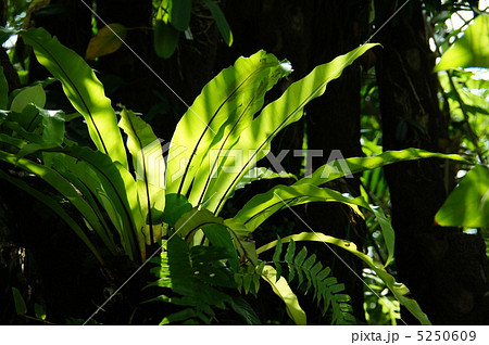 7月　オオタニワタリ・チャセンシダ科05 5250609