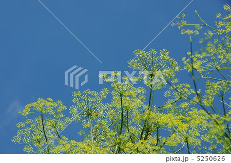 7月　フェンネル・セリ科09 5250626