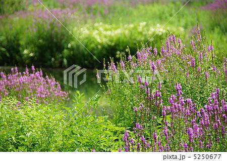 7月 エゾミソハギ・ミソハギ科40 7月 エゾミソハギ・ミソハギ科40 5250677