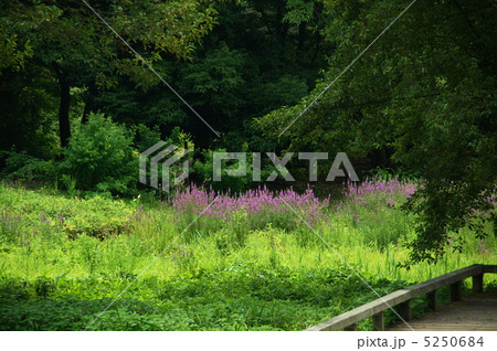 7月　エゾミソハギ・ミソハギ科33 5250684