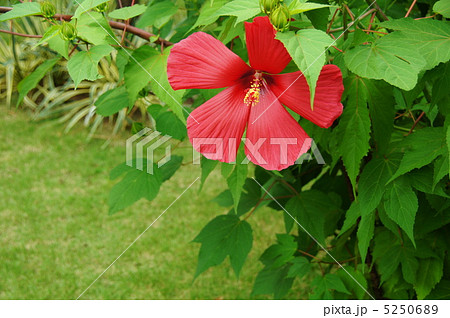 7月　アメリカフヨウ・アオイ科11 5250689