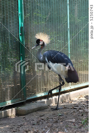 天王寺動物園のホオジロカンムリヅル 5250743