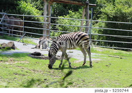 天王寺動物園のシマウマ(縞馬) 天王寺動物園のシマウマ(縞馬) 5250744
