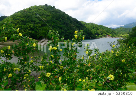 ゆかし潟のハマボウ 5250810