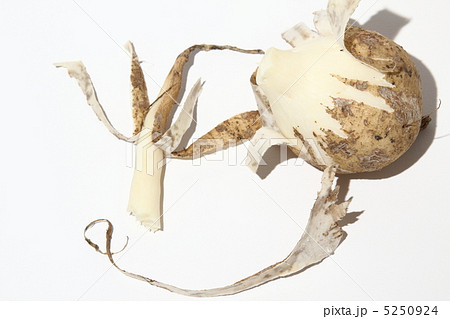 ヒカマ クズイモ マンゲーオ タイ王国 の写真素材 ヒカマ クズイモ マンゲーオ タイ王国 の写真素材