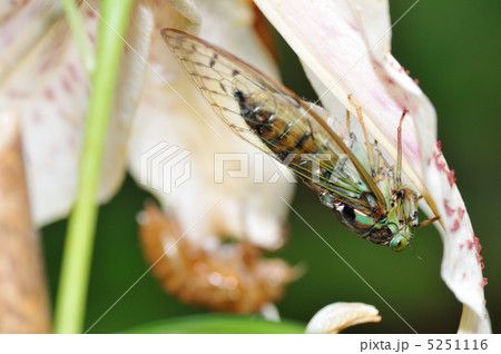 蝉と抜け殻 5251116