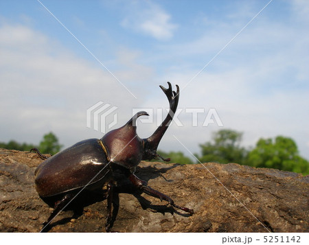 カブトムシと青空 カブトムシと青空 5251142