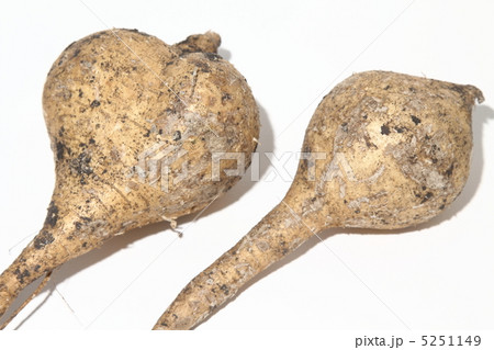 ヒカマ クズイモ マンゲーオ タイ王国 の写真素材 ヒカマ クズイモ マンゲーオ タイ王国 の写真素材