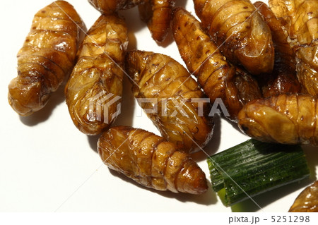 サナギ 食用昆虫 昆虫食 タイ王国 サナギ 食用昆虫 昆虫食 タイ王国 5251298
