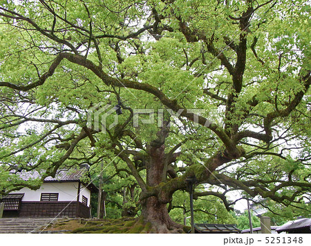 植髪堂前の樹木 植髪堂前の樹木 5251348