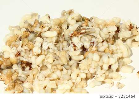ツムギアリ 幼虫 食用昆虫 タイ王国 ツムギアリ 幼虫 食用昆虫 タイ王国 5251464
