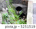 側溝で寝る猫 5251519