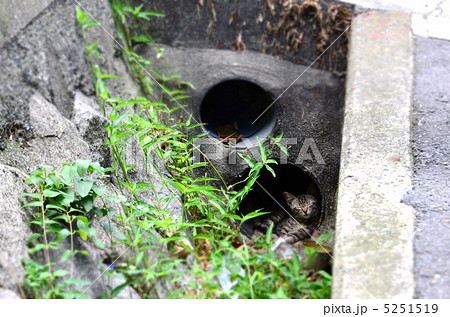 側溝で寝る猫 5251519