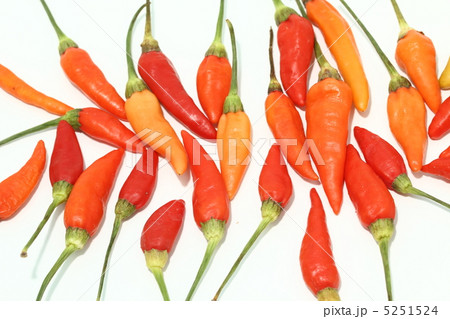 唐辛子　プリック　タイ食材　タイ王国　　 5251524