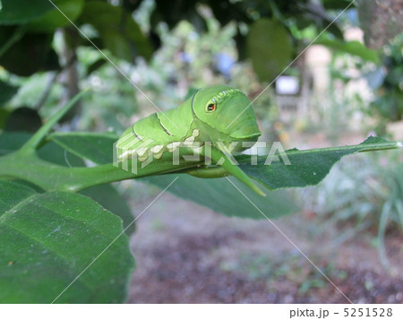 アゲハチョウの幼虫 5251528