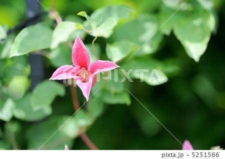 クレマチス　プリンセス・ダイアナ 5251566