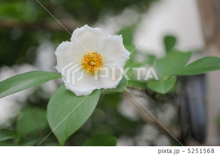 ヒメシャラ 5251568