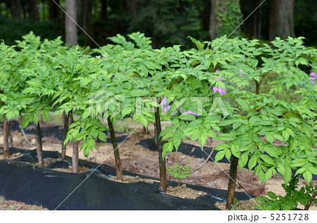 コンニャク畑 コンニャク畑 5251728