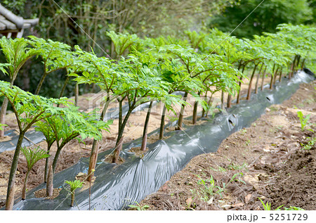 コンニャク畑 コンニャク畑 5251729