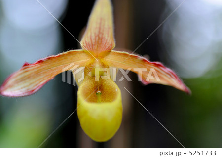 パフィオペディルム 5251733