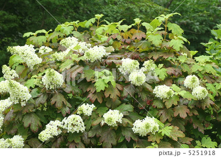 カシワバアジサイ 5251918