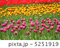 チューリップ 5251919