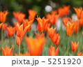 チューリップ 5251920