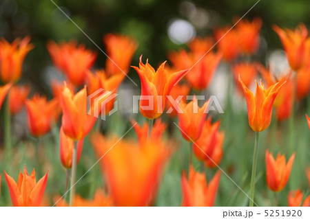 チューリップ チューリップ 5251920