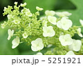 カシワバアジサイ 5251921