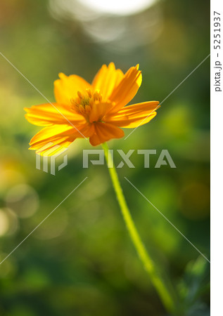 朝日をあびる 黄花コスモス 5251937