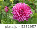 ダリア 5251957